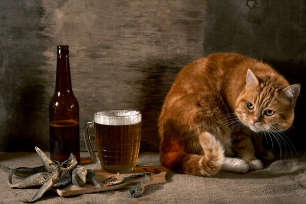 A ginger cat next to a mug of beer and dried dried fish