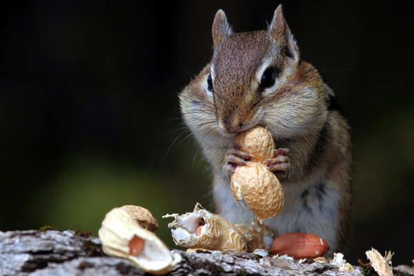 Chipmunk eats nuts in nature