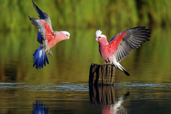 Wedding dance of playful parrots