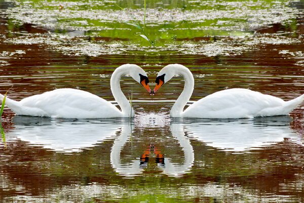 Love of beautiful swans on the lake
