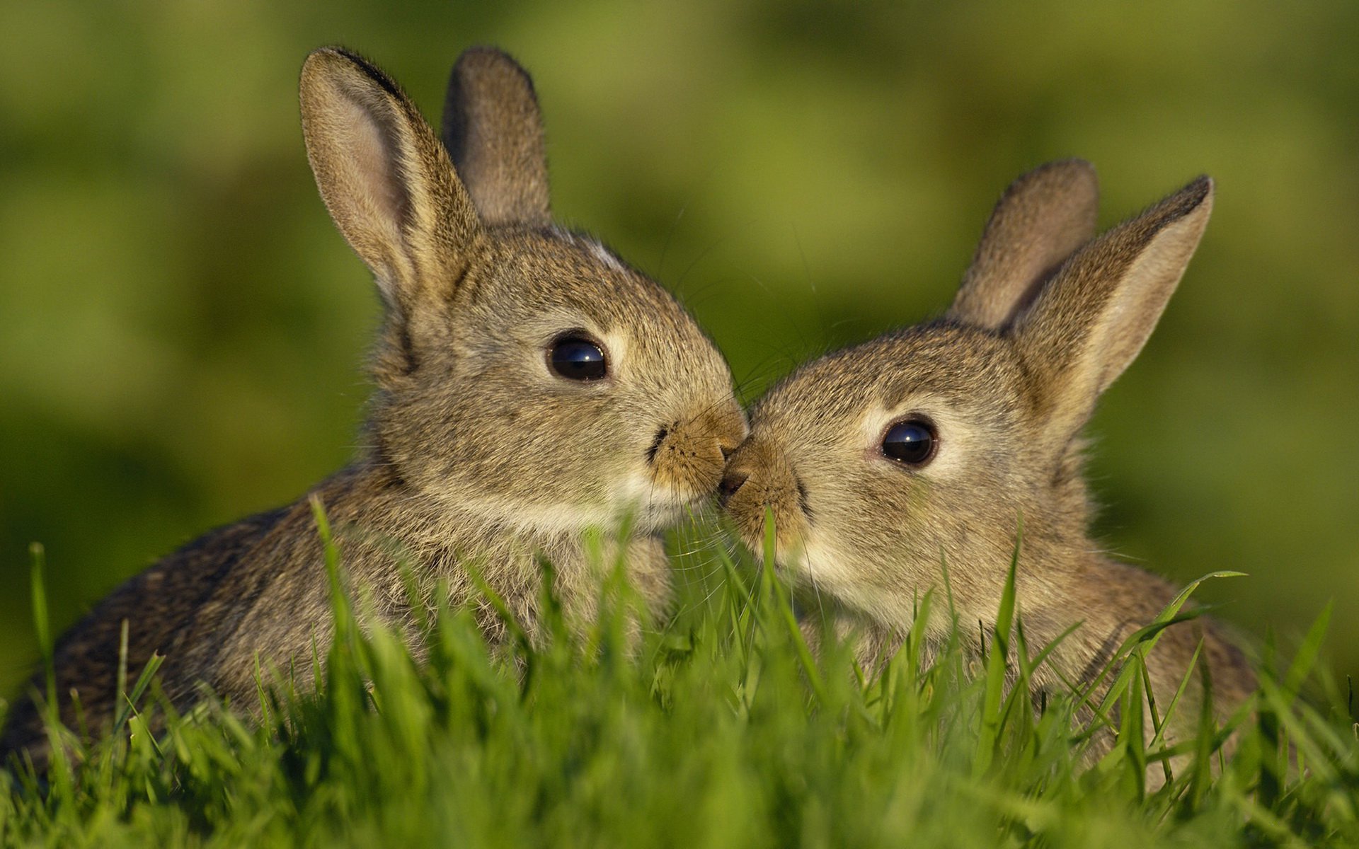 animals rabbits summer gra