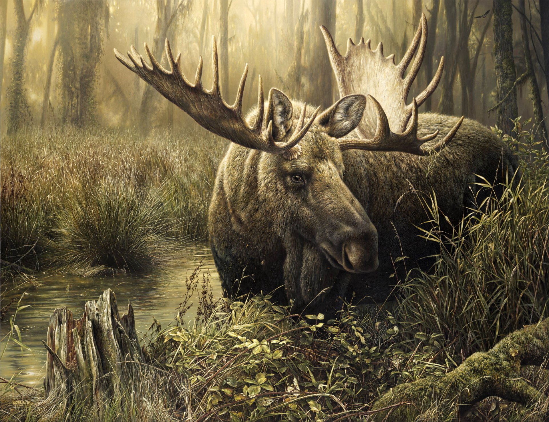 moose autumn forest grass tree creek