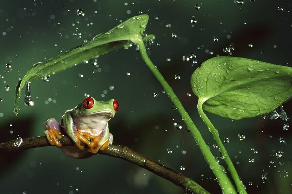 A frog on a branch under drops of water