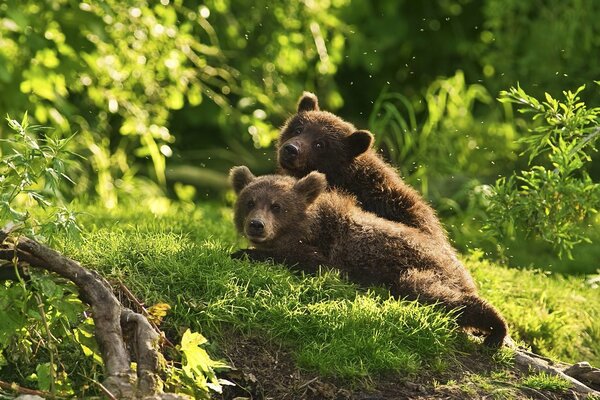Two brown bears in the middle of the forest