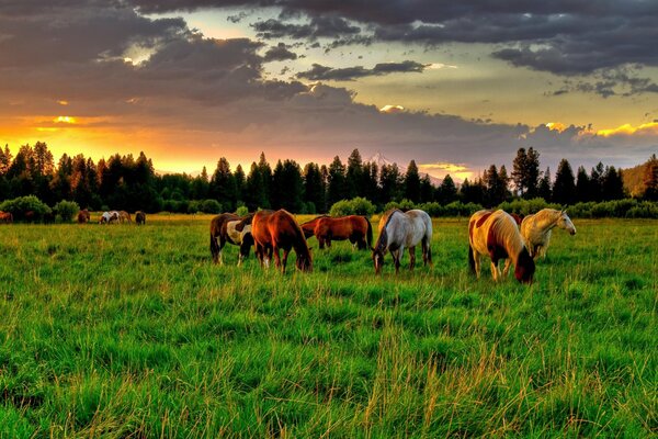 Horses in a green field nibble the grass