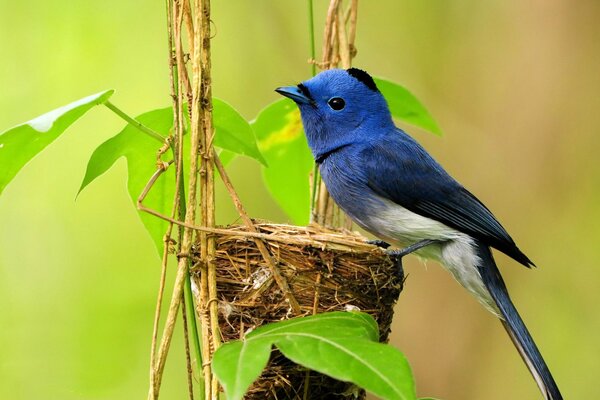 A small blue bird builds a nest