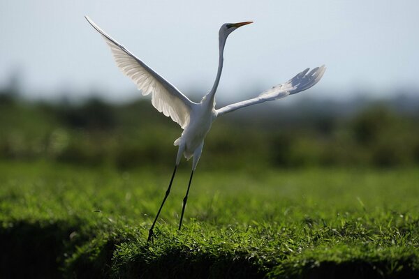 A bird in nature, opened its wings to dance
