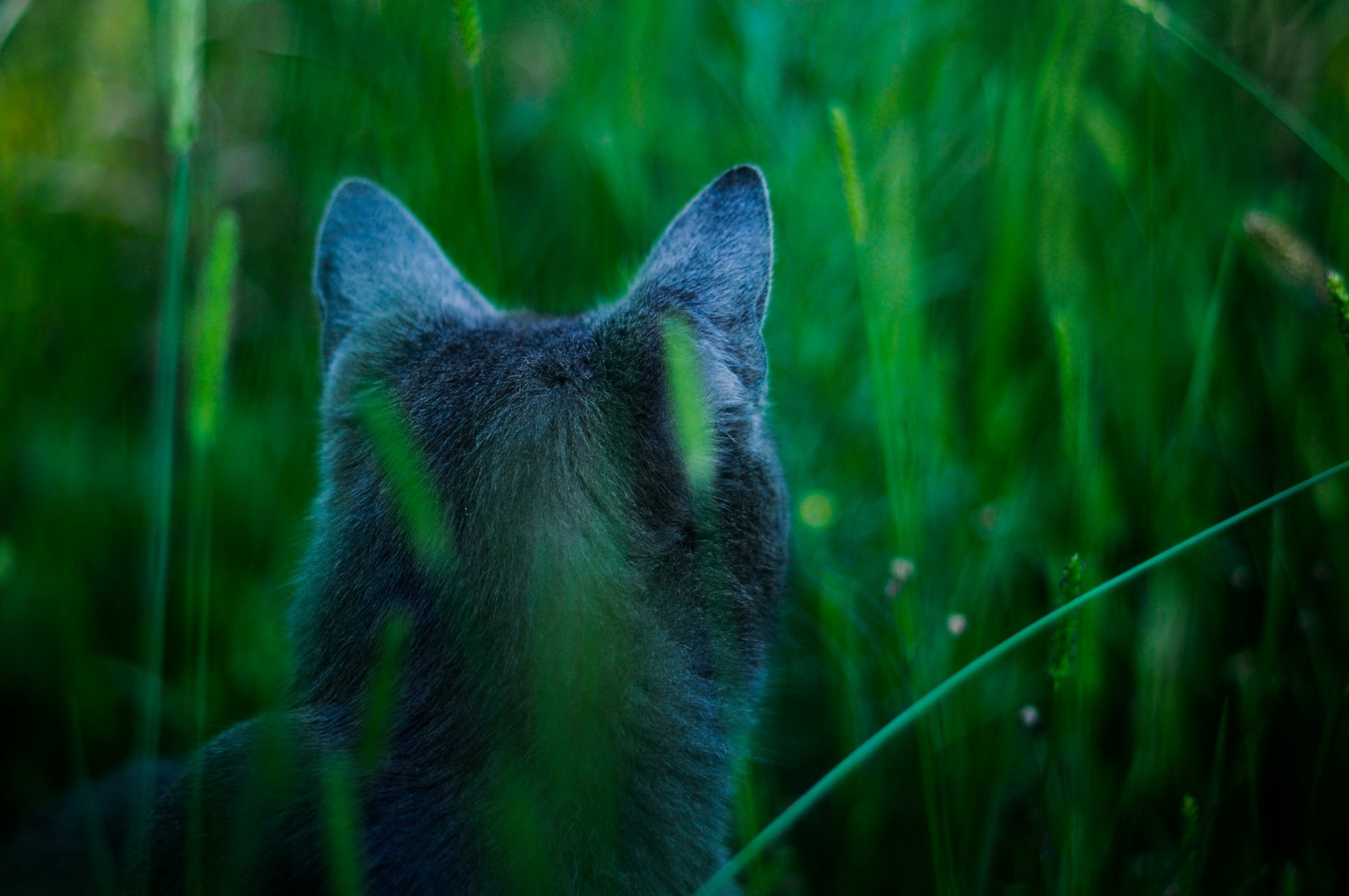 attention james cameron s cat avatar blue cat hunt