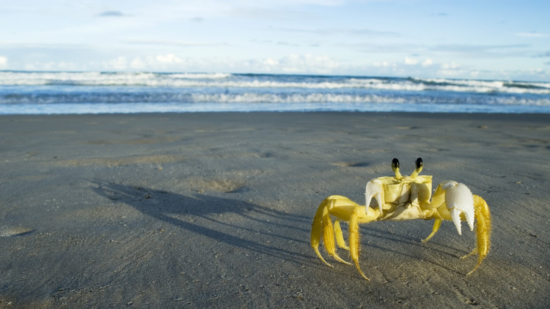 poberezhe.priboy sand crab