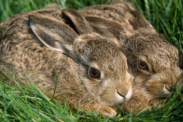 Hares in the grass. Two earwigs