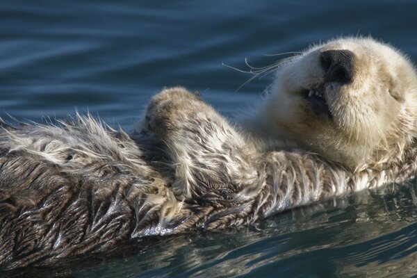 Fluffy kalan is watching a sweet dream