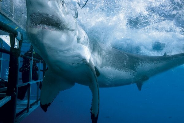 A white shark got into a cage