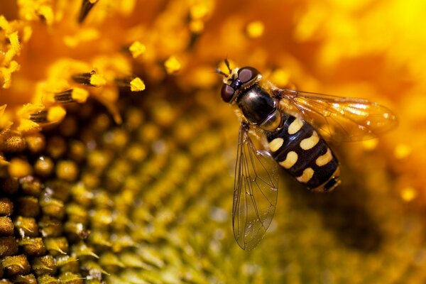 Bee close-up on a sunflower
