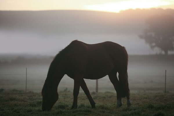 A horse in a pasture on a foggy morning
