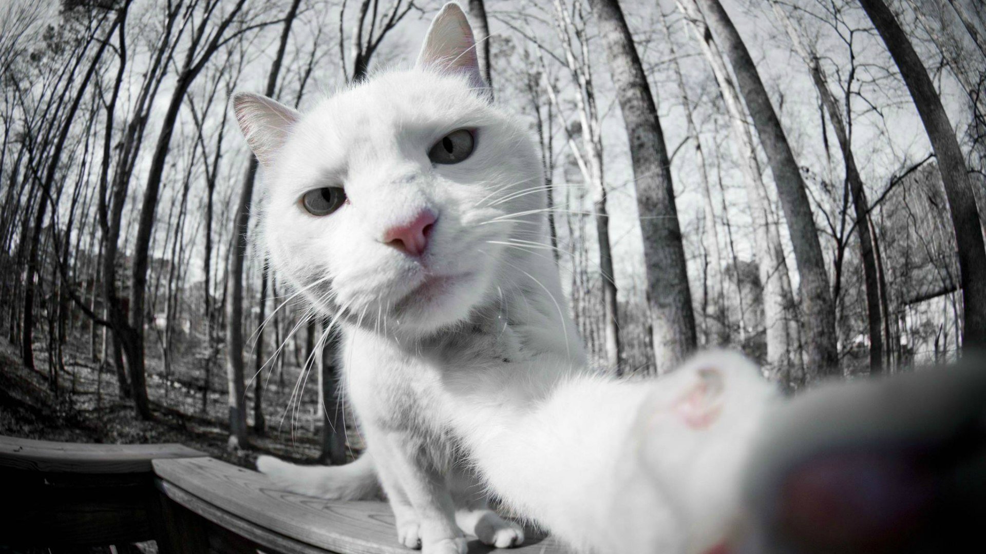 elf cat white photo to the camera