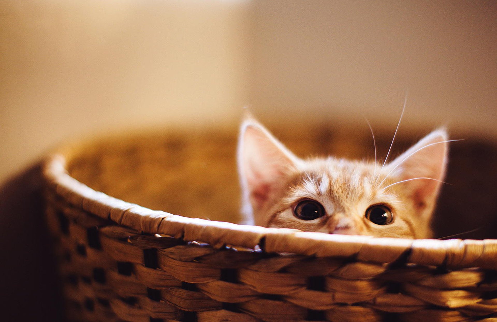 cat kitten red eyes ears snout shopping