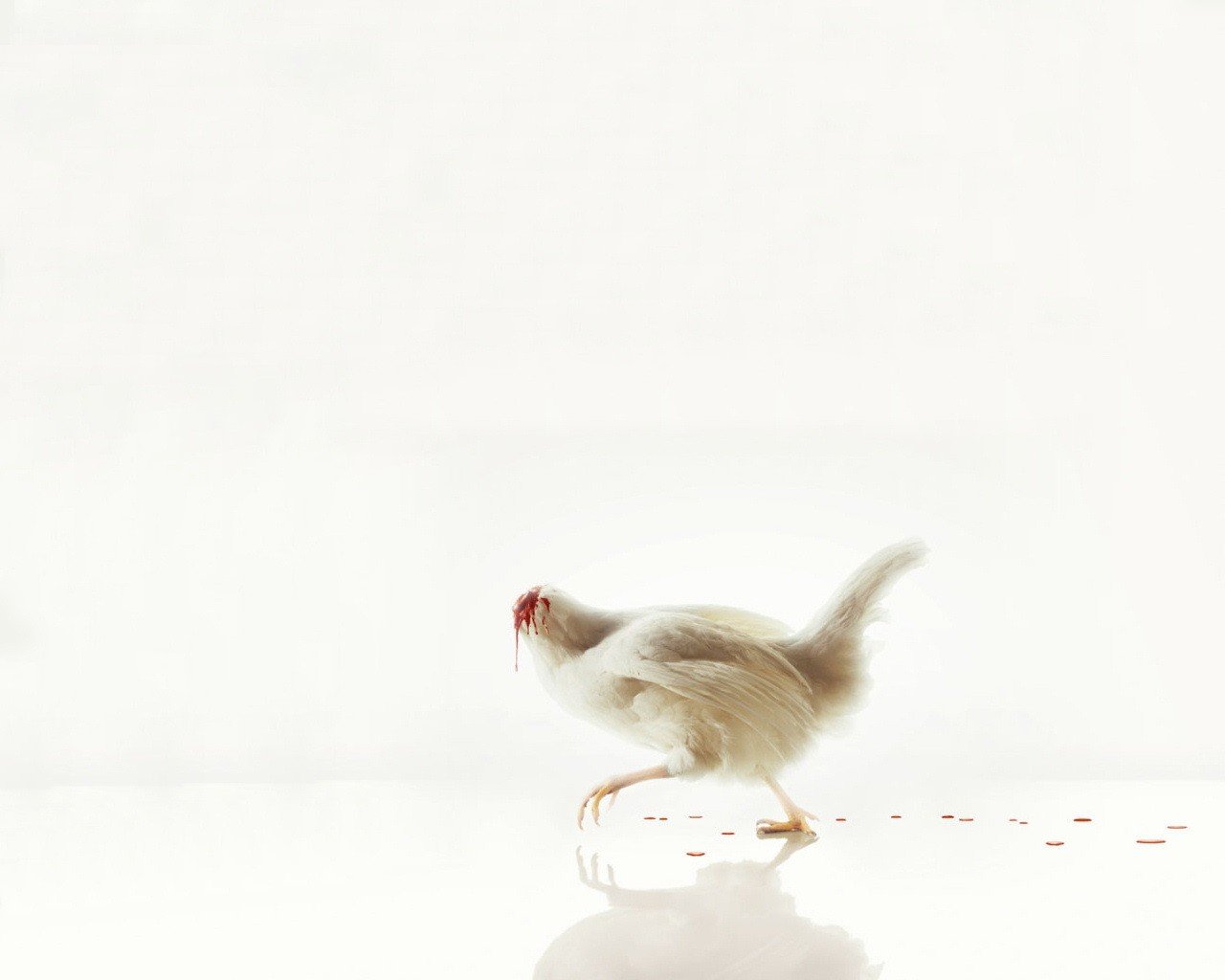 white chicken headless blood