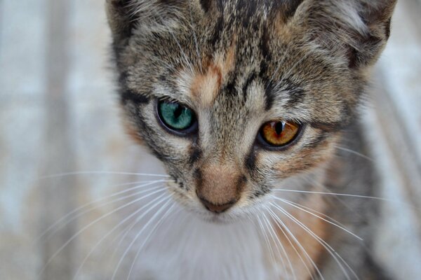 A beautiful mustachioed kitten looks forward