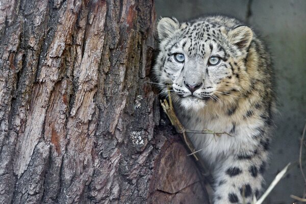 Snow leopard comes out from behind a tree