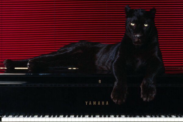 The panther is lying on the piano on the background of the lines