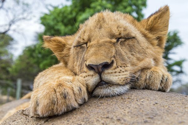 The lion cub is resting on a rock. Daytime sleep