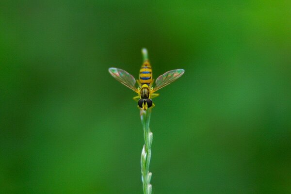 A fly is sitting on a blade of grass