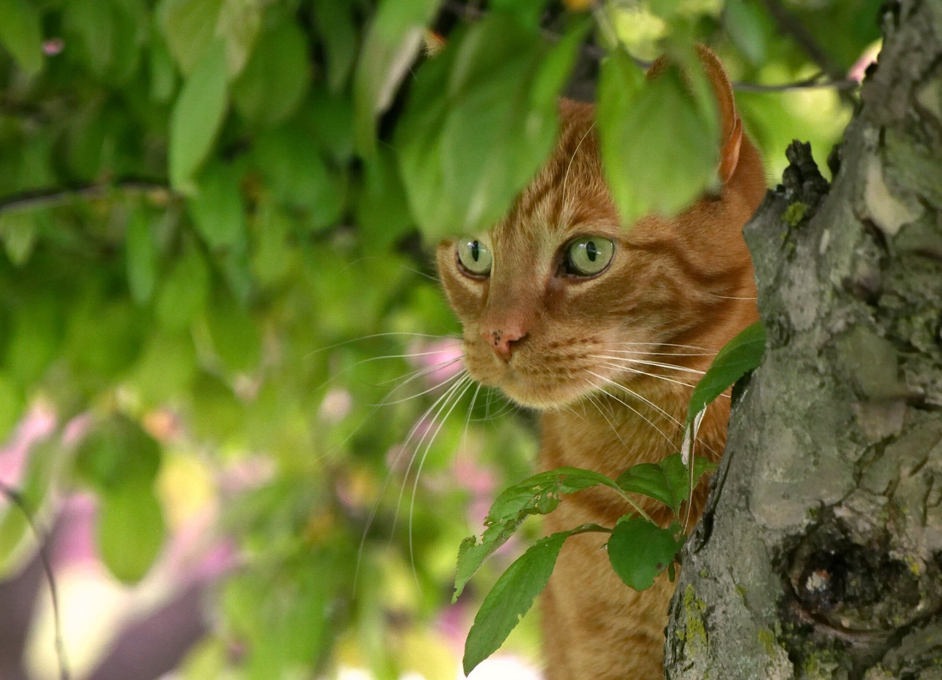 cat red face tree leave