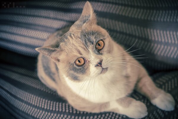 Orange eyes of a British cat