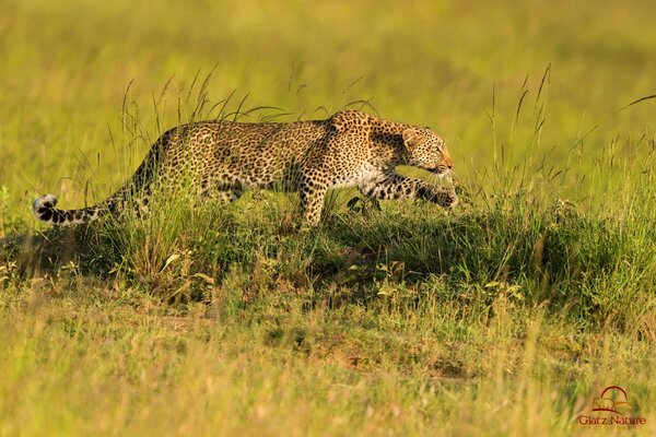 Leopard Predator hunting savanna