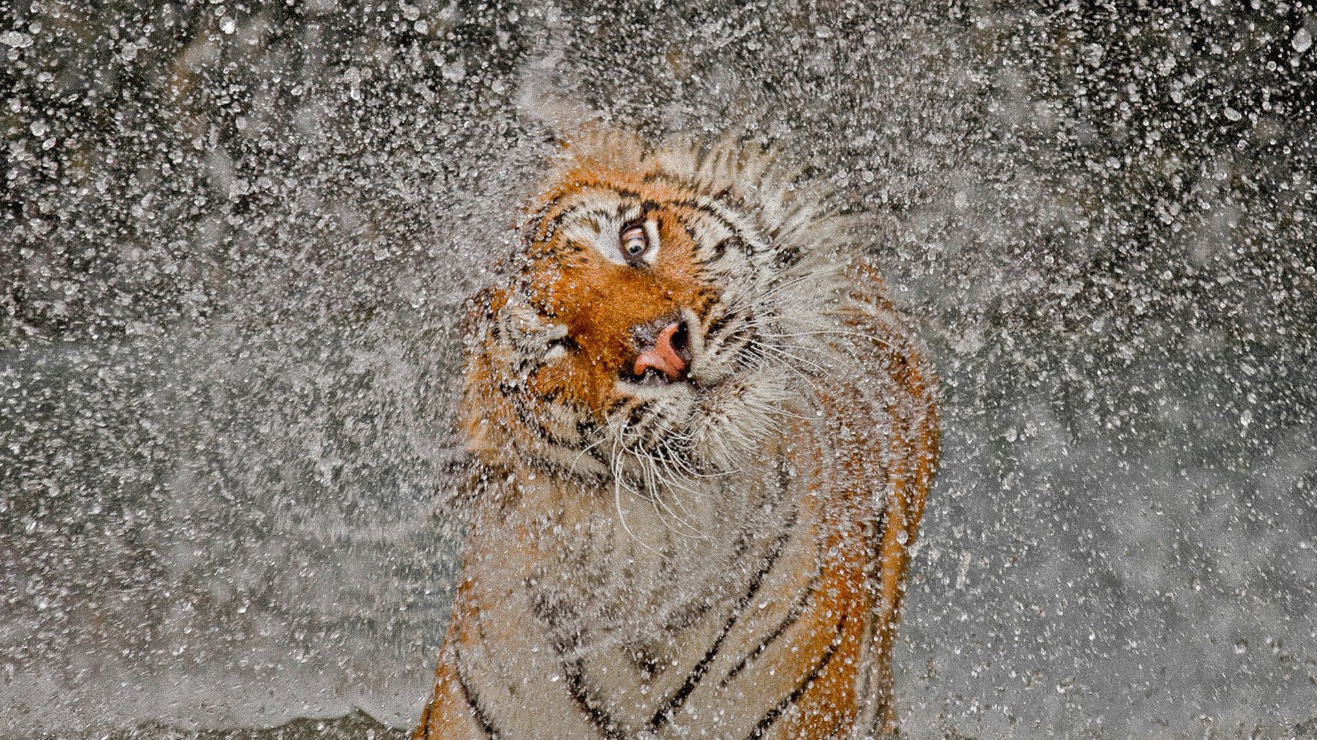 tiger face spray
