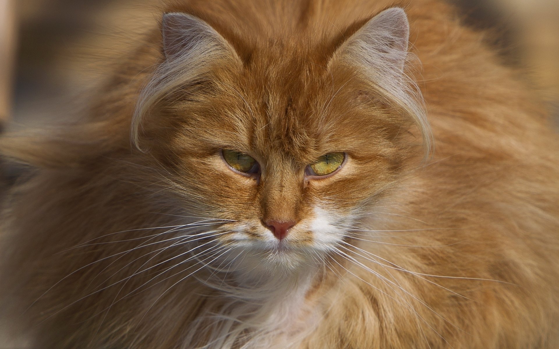 cat red furry view