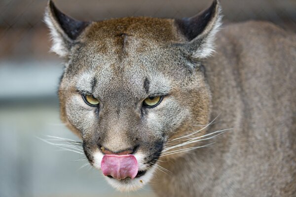 Cougar Questioner: Who s next
