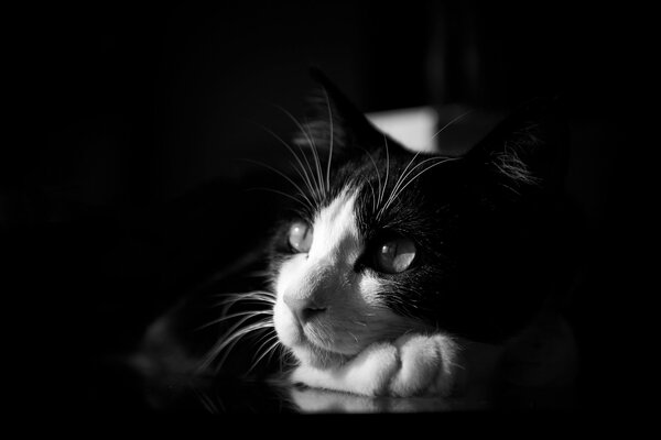 A black and white cat looks into the distance