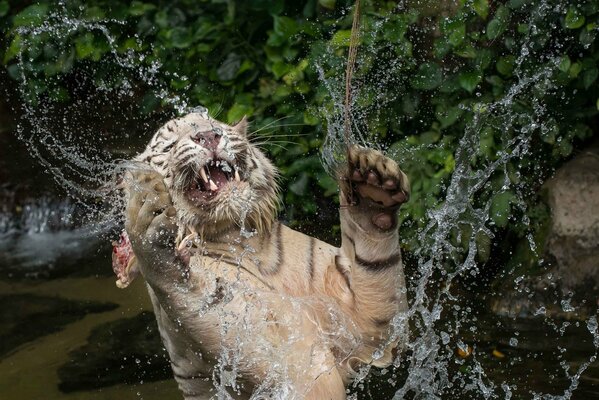 White tiger bathing in water