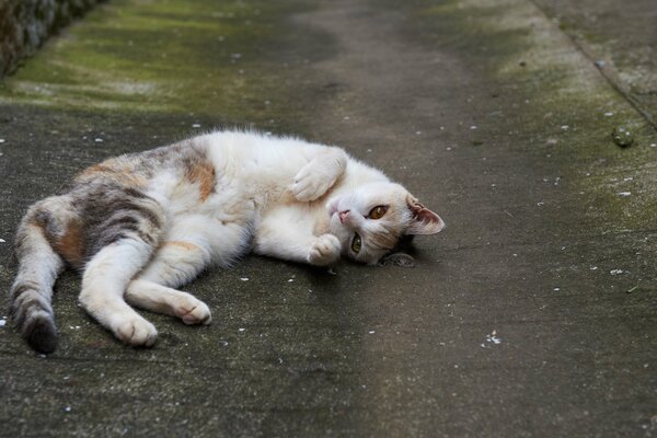 A spotted cat is lying on the asphalt