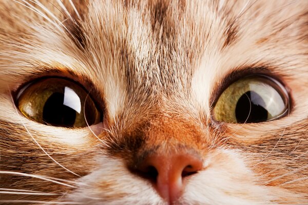 Surprised look of a fluffy muzzle