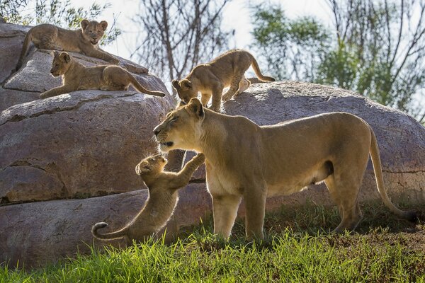 Lion cubs next to their mother