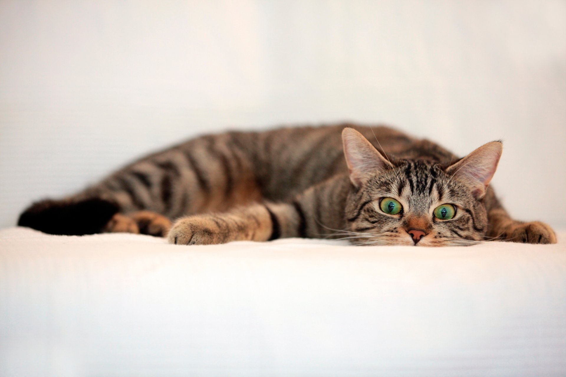 cat striped view