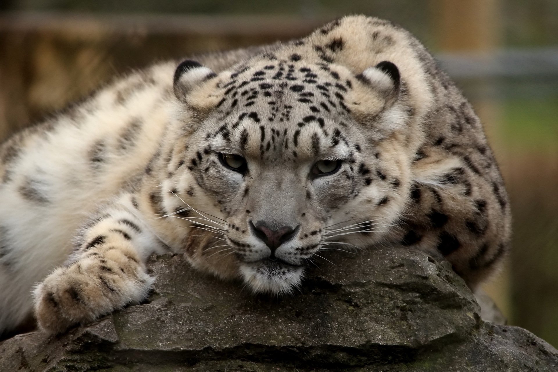 now leopard snow leopard rest muzzle predator look
