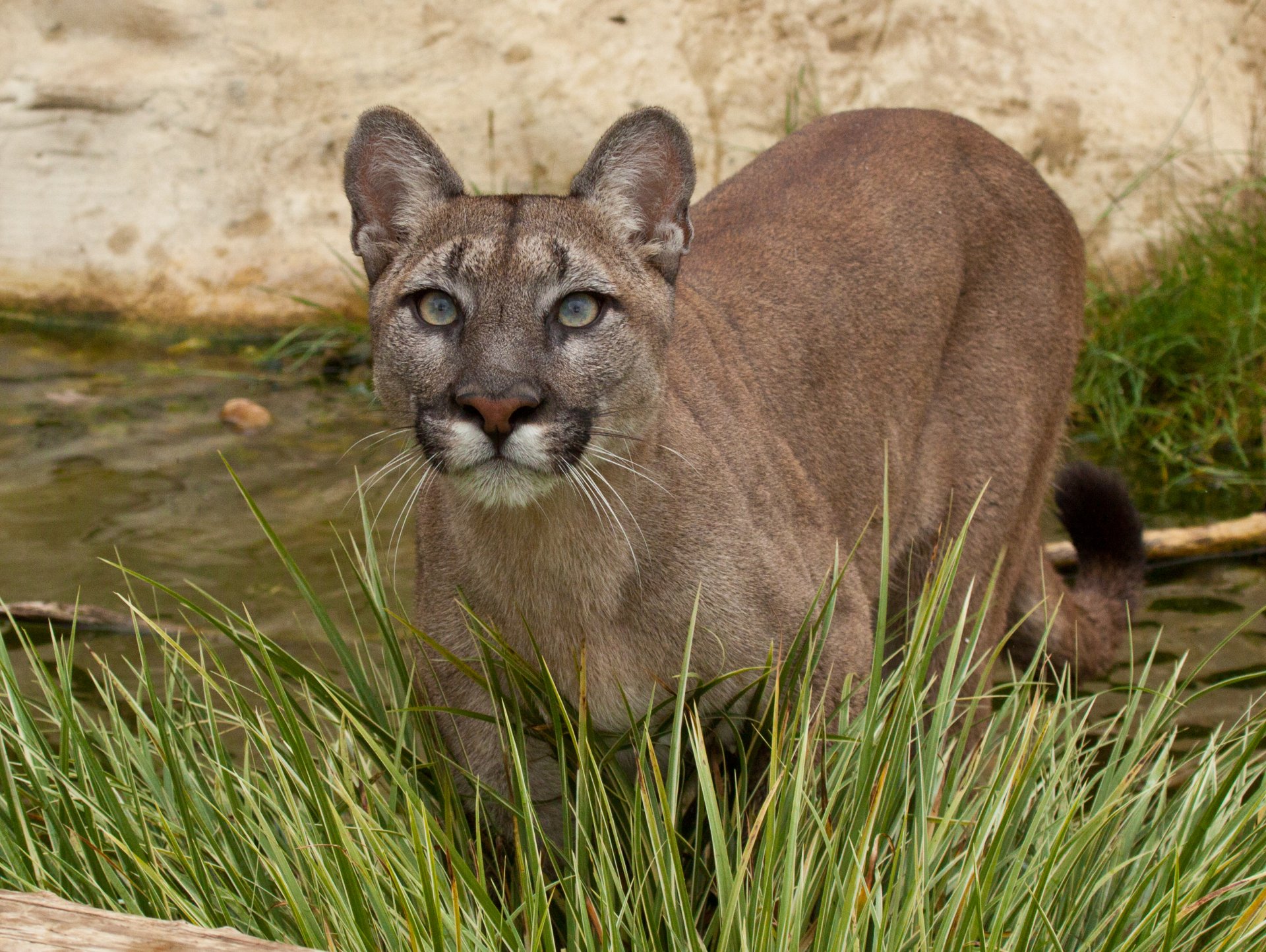 puma cougar mountain lion cat view grass water