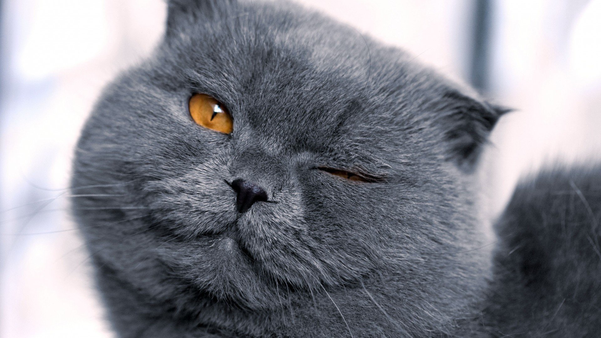 cat grey face