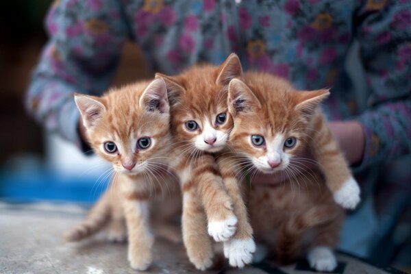 Three red kittens are getting ready to play
