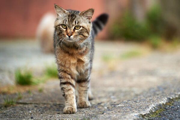 Grey tabby cat walking down the street