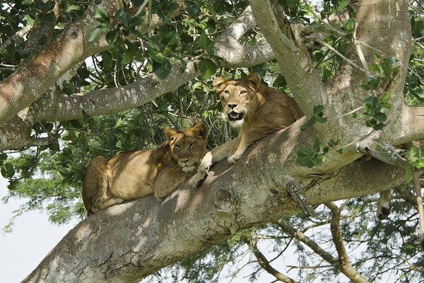 A couple of lionesses are lying on a tree