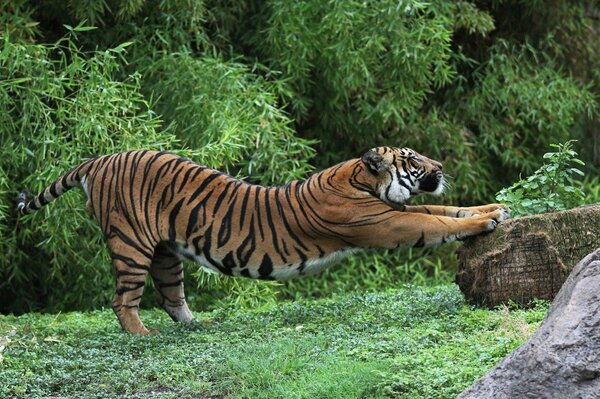 A tiger in a clearing does a warm-up