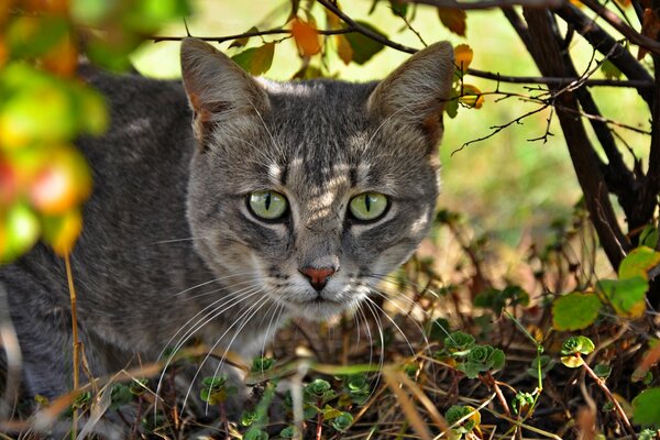 A grey cat with green eyes peeks out from under a bush