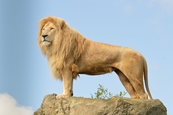 The King of Beasts looks down from the mountain