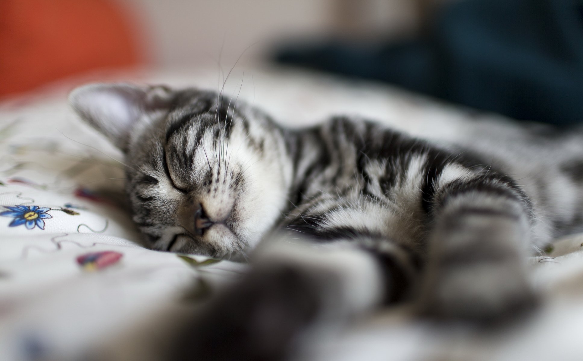 cat kitten striped grey sleeping nap sport