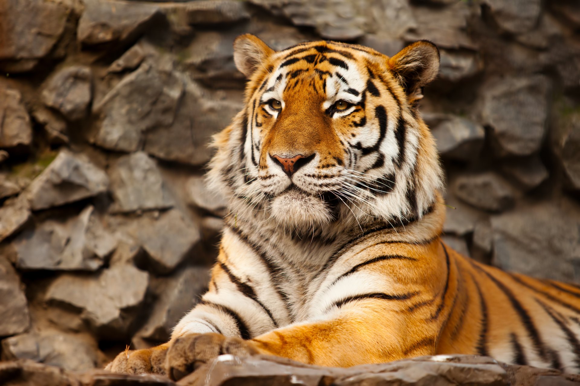 tiger amur tiger cat predator stone