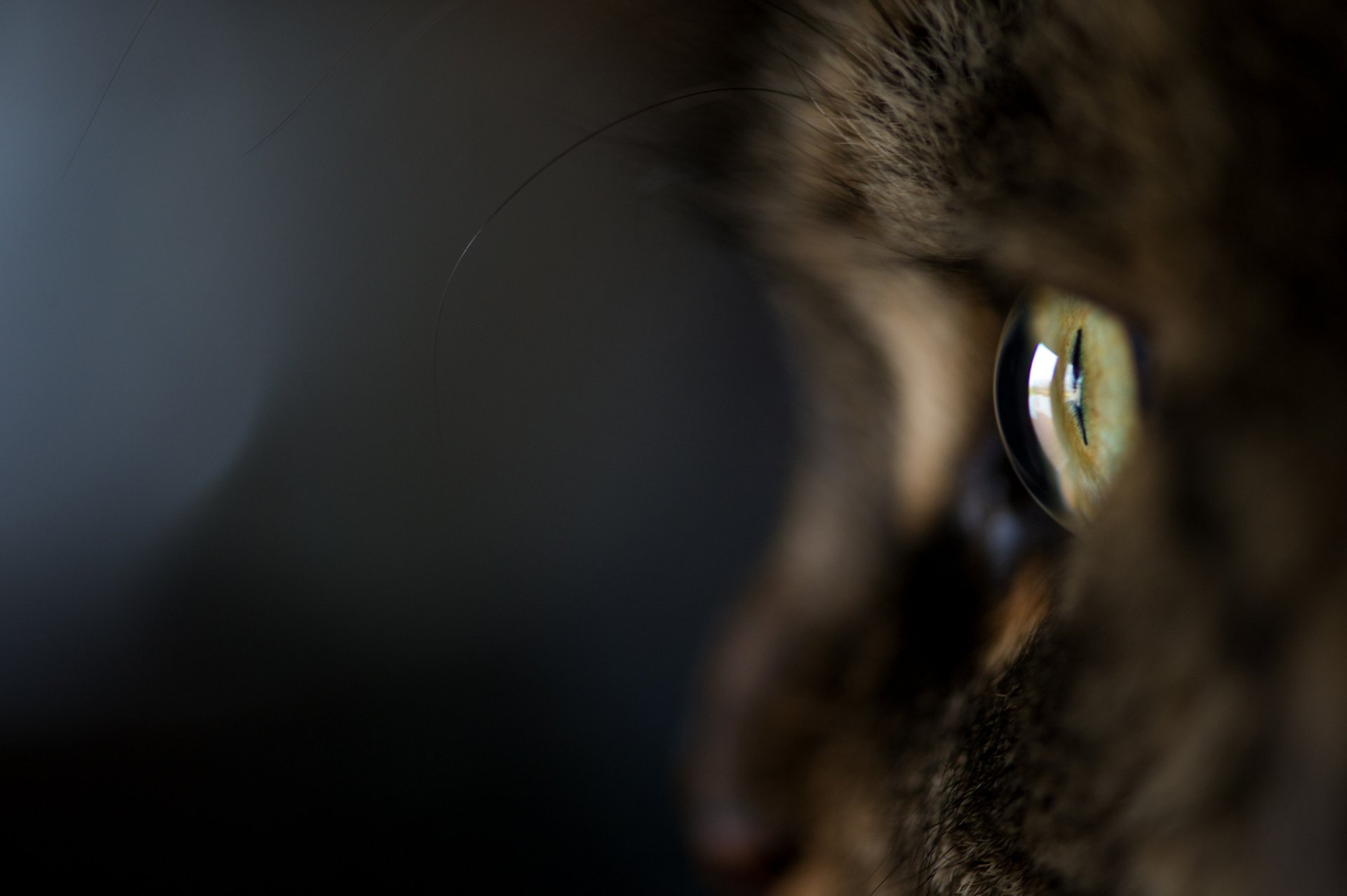 cat cat kote macro eye wool dark background